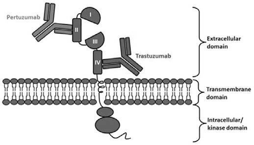 최은경 : 유방암의약물요법 Fig. 4 Complementary mechanism of action in pertuzumab and trastuzumab docetaxel 병용요법에 pertuzumab을추가함으로써무진행생존기간이유의하게연장되어전이성유방암의 1차약제로승인되었다.