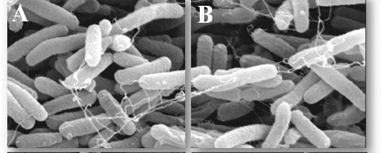 Figure 1. Evaluation of MIC of GO-PABA-tet nanosheet on tetracycline resistant bacteria Escherichia coli XL-1.