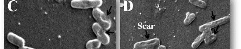 bacteria Escherichia coli XL-1 without GO-PABA nanosheet; Inoculated +GO-PABA designates inoculated medium with GO-PABA nanosheet but without tetracycline loading