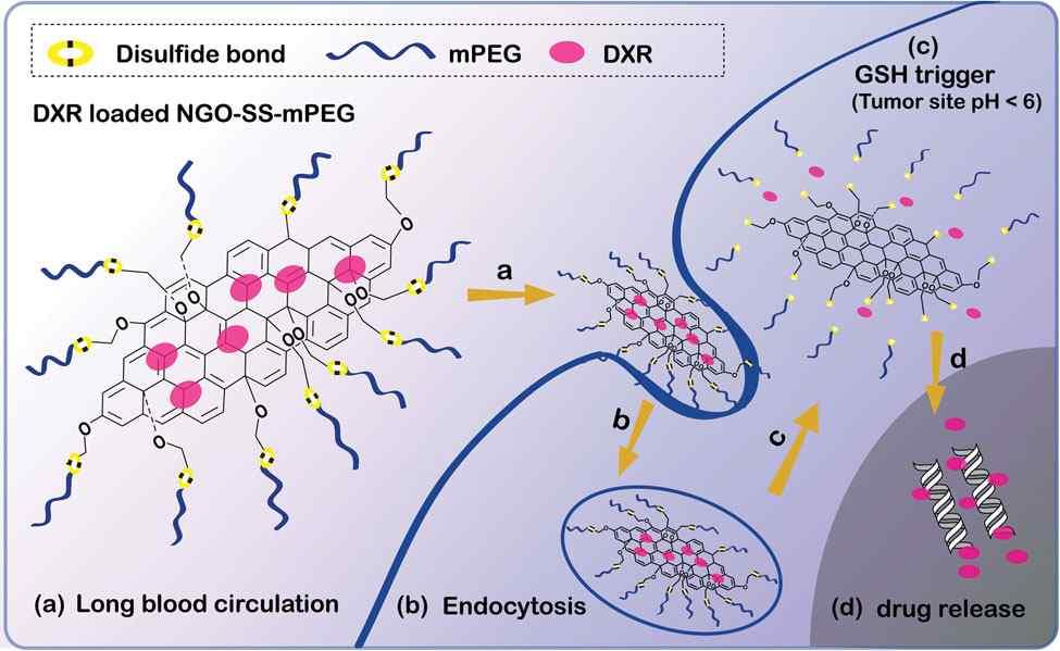 Ø Engineered redox-responsive PEG retachment mechanism in PEGylated nanographene oxide for Intracellular drug delivery 5 - 이연구는 redox-responsive PEG detachment mechanism 을이용하여중요한세포내약물전달 문제를해결하고자함.