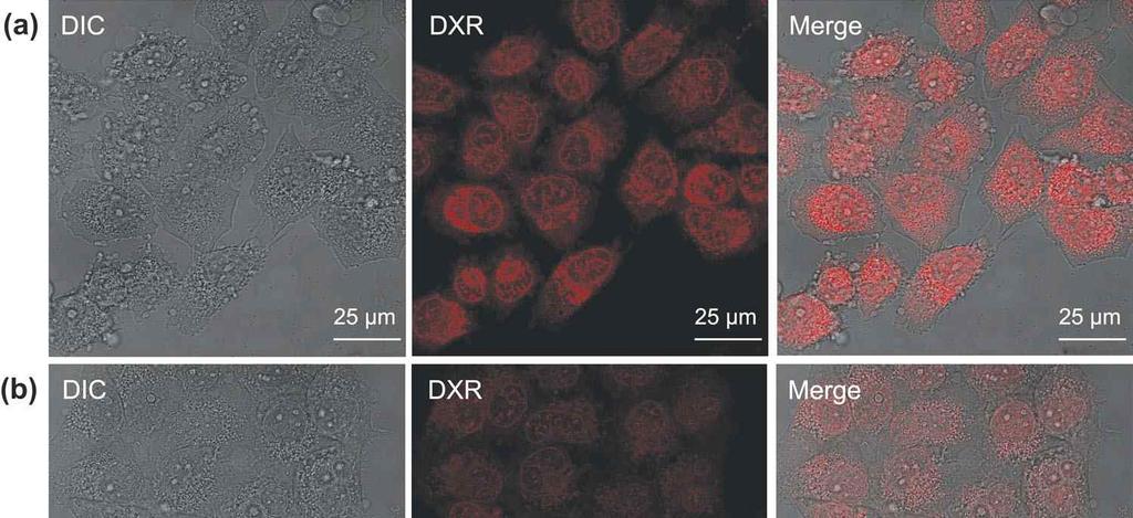 Figure 5. (a) Cell proliferation of HeLa cells incubated with free DXR, NGO-SS-mPEG, and DXR loaded NGO-SS-mPEG for 24 h. Data are presented as the mean ± standard deviation (SD; n = 5).