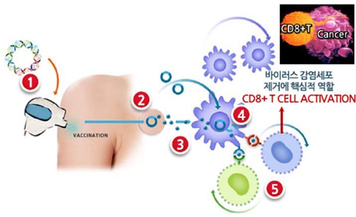 GX-188E 는 HPV의단백질을발현시킴으로써 HPV 감염으로발생하는질환을치료한다. Ichor사의 Electroporation 기기를통해근육주사의형태로투여됨으로써세포내전달력을높였다. 그림 45. GX-188E 자궁경부전암 DNA 백신구조 그림 46.