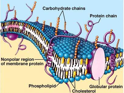 glycolipids and glycoproteins