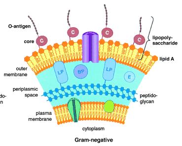 Bacteria Cel Cel wall wall Plasma Plasma membrane membrane Cytoplasm Cytoplasm Gram-positive