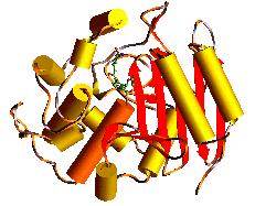 resistance β-lactam penicillin