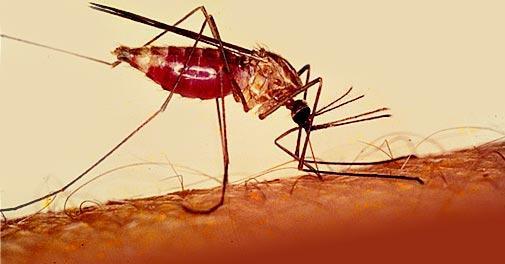 [3] 곤충에의한전염 ( 곤충매개 ) 교상의빈도에비례하게감염되므로휴양시설 (