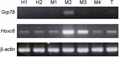 A H2 H1 M1 T M2 M4 M3 B Fig. 2. Temporal expression pattern of Grp78 in mouse embryo 7.5~17.5 day p.c. RT-PCR pattern of Hoxc8 and Grp78 in mouse embryo. β-actin was used for the internal control.