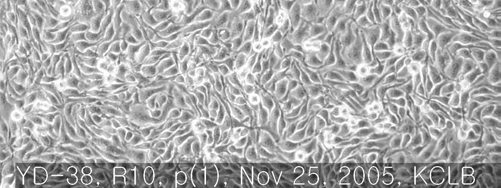 치은 기원의 단층 상피 세포(YD-38) (fig.1)를 분양 받아 세포 배양 후 P1, P2, P3, P4 으로 계대하여 각각의 cell stock 을 5 개씩 만들었다. 2.