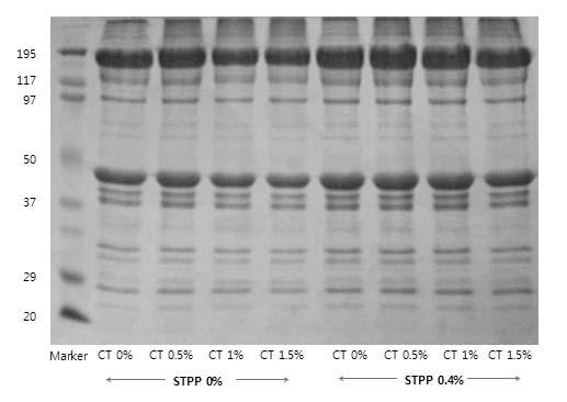 MHC Actin Fig. 1. SDS-PAGE profiles of myofibriller proteins as affected by chitosan and sodium tripolyphosphate levels. CT and STPP indicated chitosan and sodium tripolyphosphate, respectively.