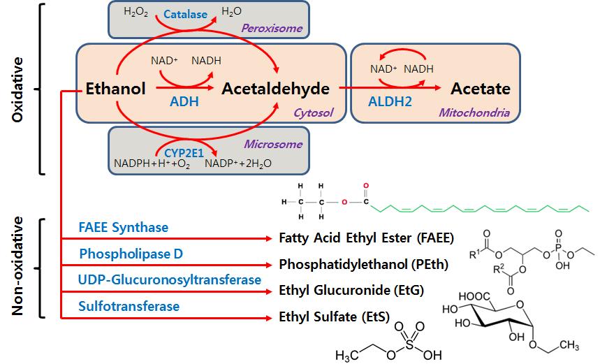 Postgraduate Course 2015 Figure 1. Oxidative and non-oxidative pathways for alcohol metabolism (modified from ref 22, 23).