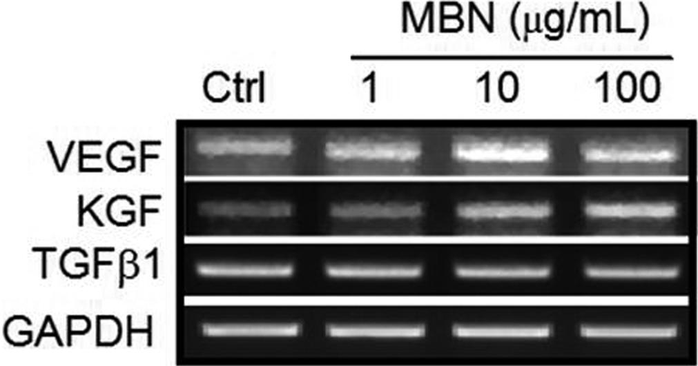 L. plantarum 발효식물추출물질의발모효과 385 Fig. 4. Cytotoxicity (LDH release) of MBN in HaCat cells.