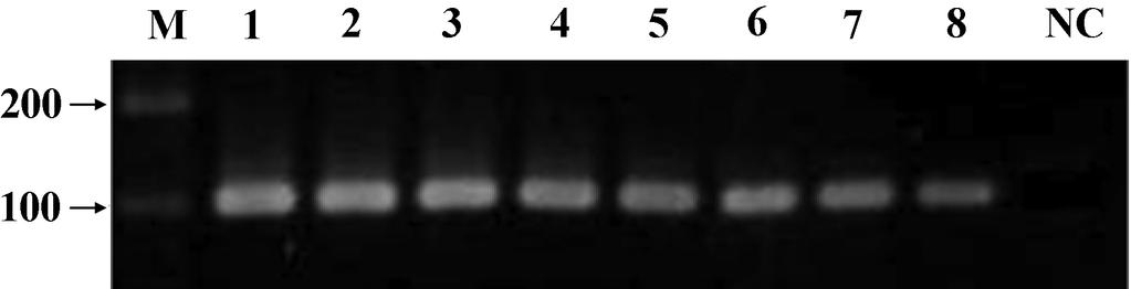 17 Dong Hyuck Lee et al. Kor. J. Microbiol Fig. 1. Sensitivity of PCR assay for detection of BHV-1.