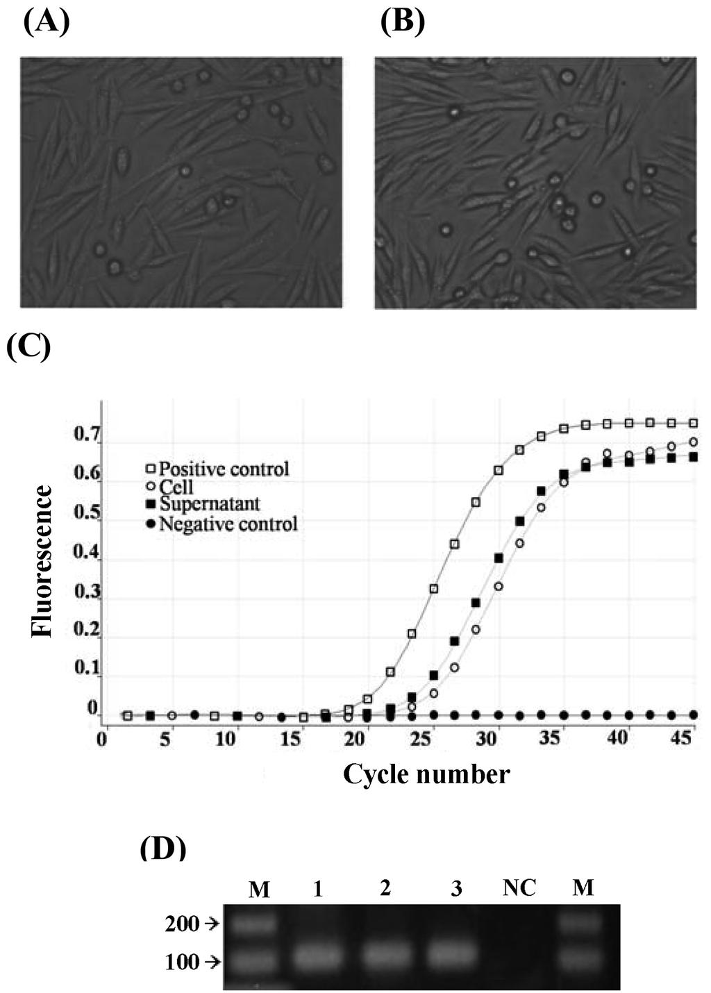 19 Dong Hyuck Lee et al. Kor. J. Microbiol Fig. 7. Quantitative detection of BHV-1 in artificially contaminated bovine collagen.