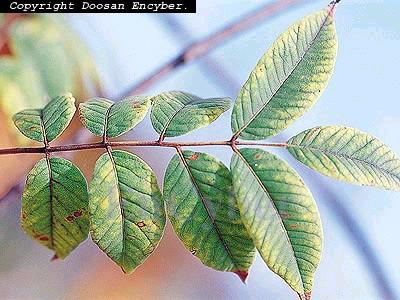 황백나무 Phellodendron amurense 낙엽성교목의수피