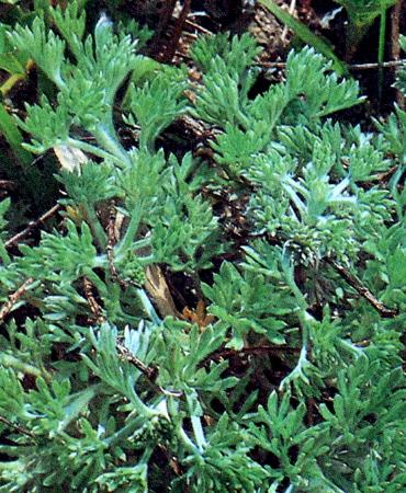 grandiflorum, 길경 국화과 Compositae 사철쑥 Artemisia