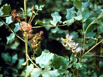 콩과 Leguminosae 감초 Glycyrrhiza uralensis 근경, 뿌리를사용