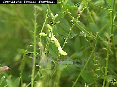 부교감신경흥분약 ( 축동, 안압저하 ) 황기 Astragalus membranaceus