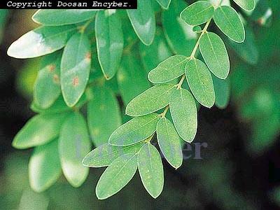 회화나무 Sophora japonica