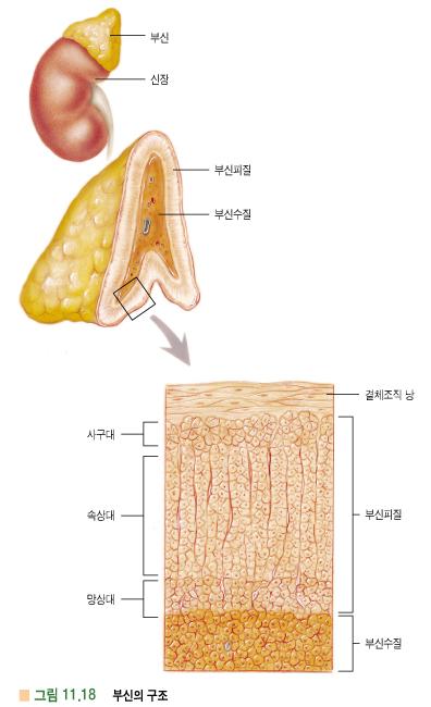 4. 부신 (adrenal gland) - 신장위별도의기관 - 수질과피질로구분 : 구조적, 기능적, 발생학적으로다름 - 수질 (adrenal