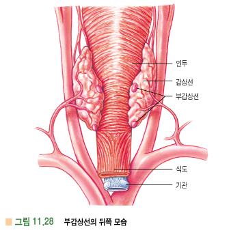 2) 부갑상선 - 갑상선측엽의뒤쪽에위치 -> 4개의부갑상선으로구성 - 부갑상선호르몬 (parathyroid