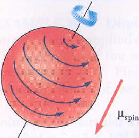 o Spin Magnetic Dipole