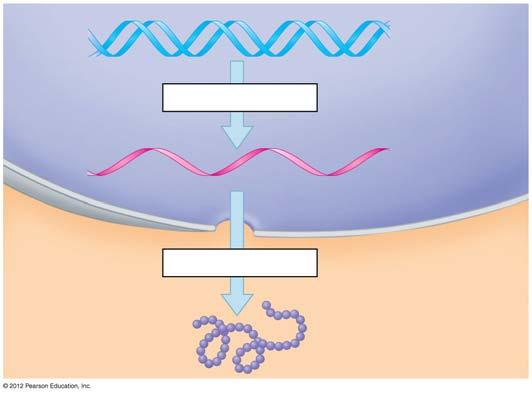 그림 10.6_s3 The flow of genetic information in a eukaryotic cell DN 전사 RN 핵 번역 세포질 단백질 6.