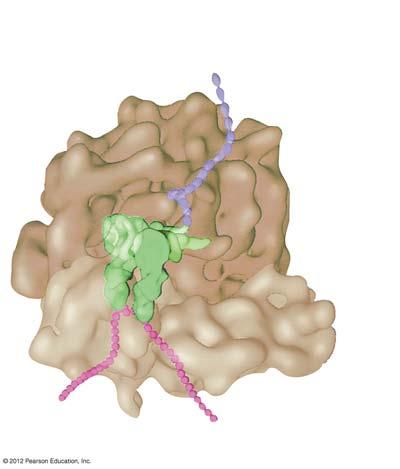 12 리보솜에서폴리펩티드가합성된다 번역은리보솜 (ribosome) 표면에서일어난다 리보솜은 mrn 와 trn 를가까이접근시켜폴리펩티드합성을촉매한다.