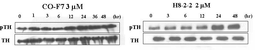 Fig. 8-4. Time courses of intracellular TH and AADC activities by C-F7 and H8-2-2 in PC12 cells. The control values of the activities of TH and AADC; 3.68 ± 0.29 and 32.5 ± 3.51 nmol/min/mg protein.