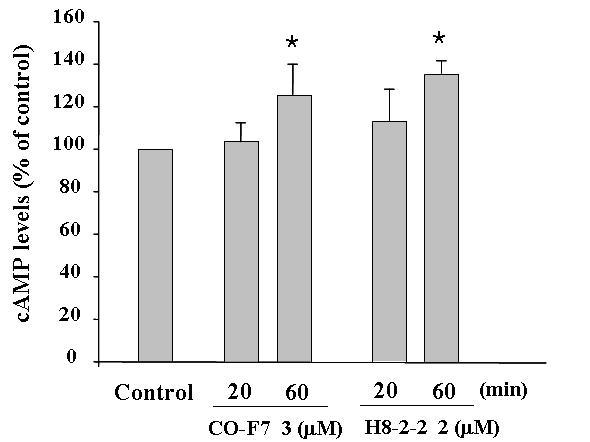 05 (ANVA followed by Tukey's test) 4) C-F7 및 H8-2-2의 cyclic AMP(cAMP) 함량및 TH 인산화 (phosphorylation) 에미치는영향 C-F7 및 H8-2-2의 TH 효소활성작용을검토하기위하여세포내 camp 함량및 TH 인산화함량을측정하였다.