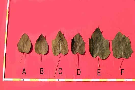 53% 로가장많았으며, 개오동은엽연의거치가 2~3개가 2 4~32% 로비슷한엽형태의경향을보이고있다 ( 그림 2).