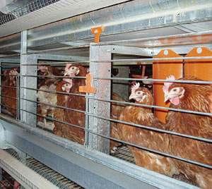 cage는동물복지형대체사육시설로인정받기어려울것이라는것이관련전문가들의전망이다.