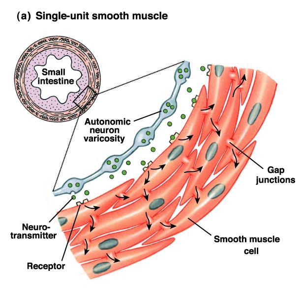 17 Single-unit smooth muscle: