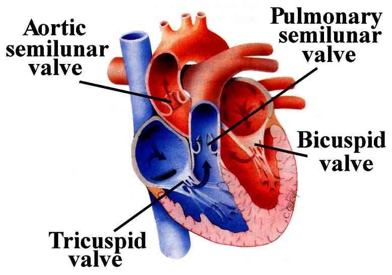 Pressure Changes During the 36 Cardiac Cycle Diastole ( 이완기 ) Pressure in ventricles is low Filling with blood from atria AV valves open when ventricular P < atrial P Systole ( 수축기 ) Pressure in