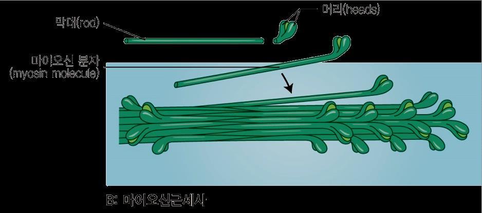로구성되어있음 마이오신근세사 (myosin filament) 1.