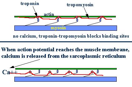 Mechanics of Muscle Contraction Nerve impulse Increased calcium ions into sarcoplasm surrounding myofilaments
