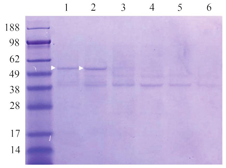 Optimized expression of gchap-lysk in E. coli The optimal concentration of L-arabinose for the expression of soluble and active gchap-lysk was confirmed by SDS-PAGE and antimicrobial activity test.