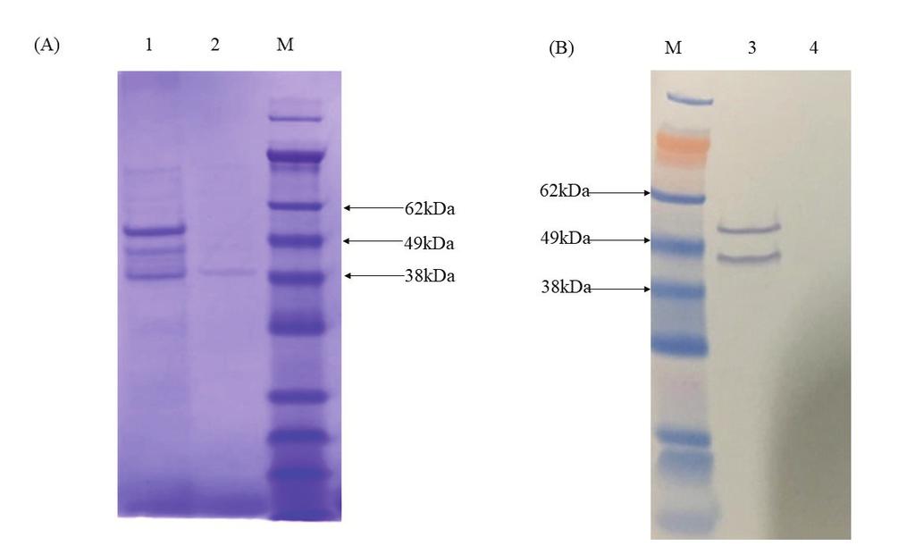 Characterization of purified gchap-lysk from soluble fraction of E. coli To further verify the nature of gchap-lysk expressed in optimized condition, SDS PAGE and western blotting were performed.