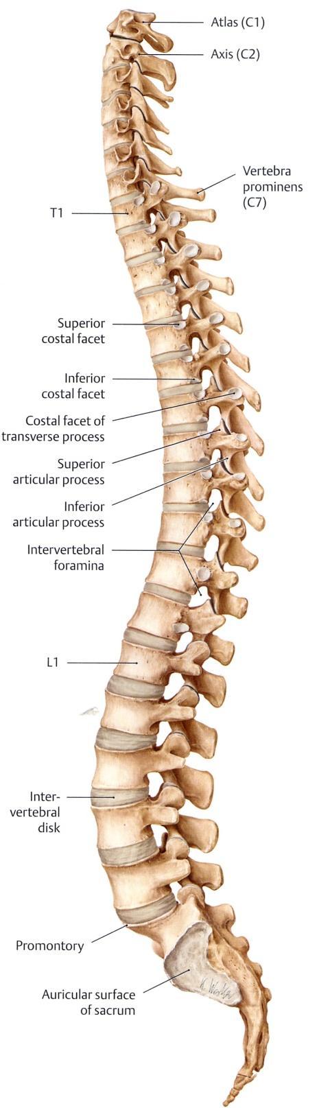 Vertebral Column 척추의기능 1 2 척수 (spinal cord) 의보호 척추사이구멍 (intervertebral foramen) 으로 각척수신경 (spinal nn.