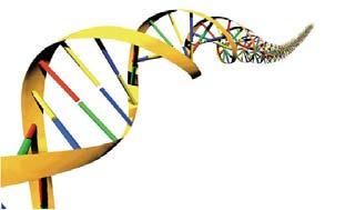 ) 3 유전자다양성 (Genetic diversity): 종내유전자변이 (