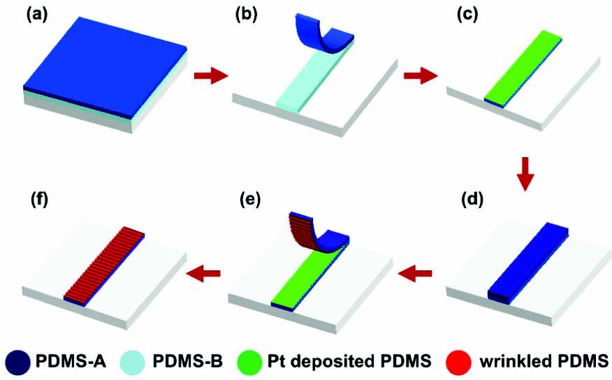 전기학회논문지 63 권 5 호 2014 년 5 월 그림 1 주름을갖는 PDMS 제작공정. (a) 2층 PDMS-A/PDMS-B 도포및경화, (b) 시편절단및상부 PDMS-A 층제거, (C) 백금증착공정을통한주름생성, (d) PDMS-A 도포및경화, (e) 상부 PDMS-A 층분리, (f) 주름복제. Fig.