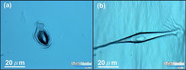 4 Water droplet image and contact angle on (a) pristine monolayer, (b) random wrinkling, (c) periodic wrinkling PDMS surface.