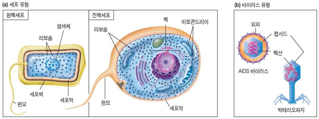 1.2 미생물의일반적특성과지구환경에서그들의역할 2) 미생물의세포구성 - 원핵 (pro-karyotic) 세포와진핵 (eu-karyotic) 세포 -