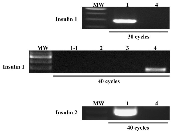 K-cells were found to express transcription factors which were all present in mouse islets except Nkx6.1. Fig. 3. RT-PCR of insulin 1 mrna.