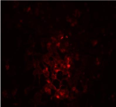 insulin-positive (A, Insulin staining in Ins-1 cells,