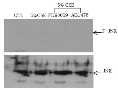 또표피성장인자수용체의인산화를억제하는 AG1478에의해 ERK 1/2와 p38 MAPK 활성도는예상대로억제되었고 MAPK kinase 억제제인 PD98059 처리시 ERK 1/2와 p38 MAPK 활성도역시감소하였다 ( 그림 5).