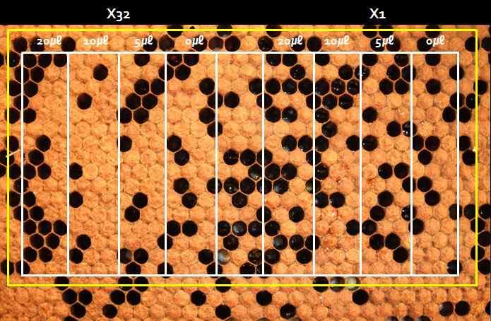 Hive내 각 cell에 산란된 egg와 larvae 사진의 좌측은 산란 직후의 egg를 불수 있으며, 각 egg들은 바닥면에 수직으로 서있기에 산란 후 수시간이내의 상태임을 보여준다.