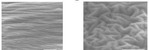 Wrinkle formed in nanoscale