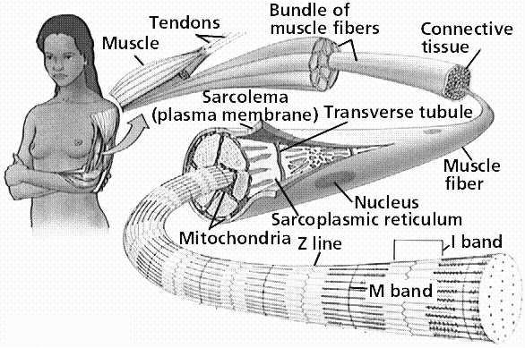 제 11 강근육생리 The Skeletal muscle fiber ( 골격근섬유 ) Structure of Muscle Muscle( 근육 )- Muscle fascicles( 근다발 )- Muscle fiber( 근섬유 )- Myofibril( 근원섬유 )-