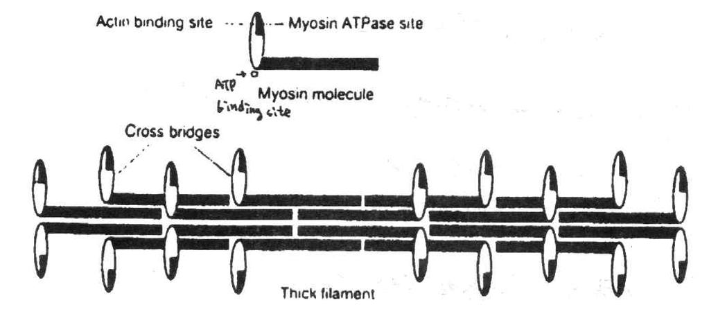 myosin contains ATPase(ATPase 함유 ) myosin binds to the