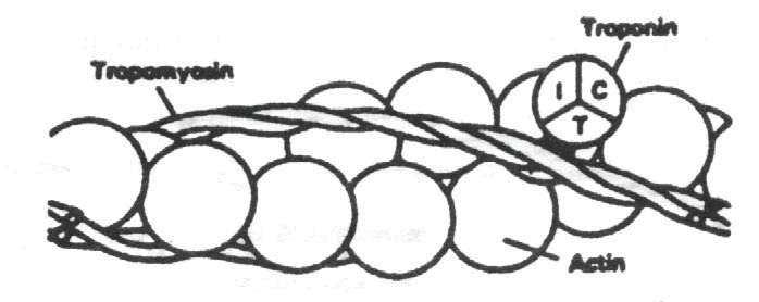 tropomyosin strands ( 트로포마이오신 ) : 액틴활성부위를싸고있음 troponin( 트로포닌 ) TNT TNC TNI Interactin of actin and myosin filament( 액틴과마이오신의결합 ) Calcium ions :